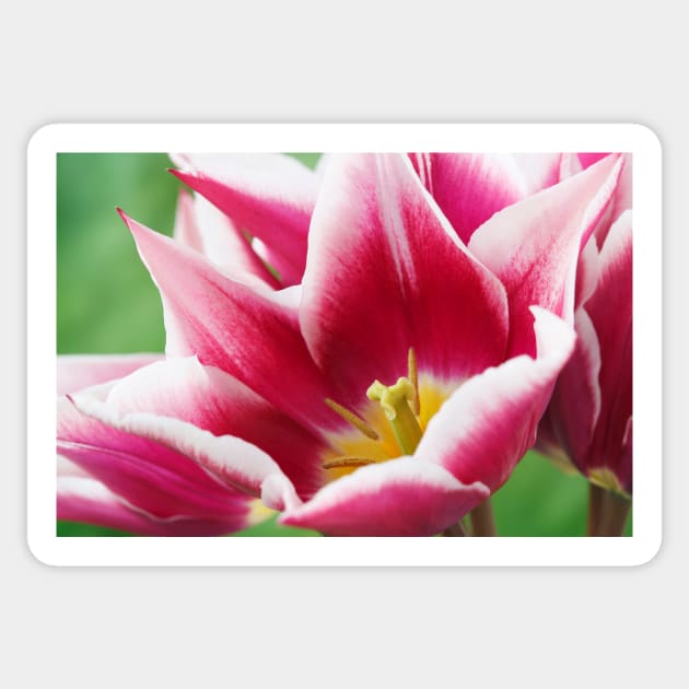 Tulipa  'Ballade'  AGM  Tulip  Lily-flowered Group  April Sticker by chrisburrows